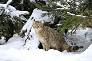 Images Dated 13th February 2010: Wildcat -Felis silvestris- in winter
