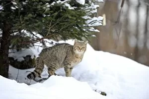 Images Dated 13th February 2010: Wildcat -Felis silvestris- in winter, in front of den