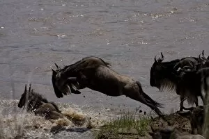 Wildebeast Leaping for Survival