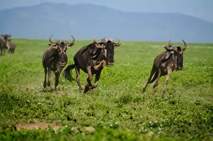 Images Dated 19th January 2010: Wildebeest on the Move