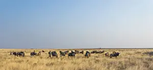 Wildebeest -Connochaetes taurinus-, herd in steppe grass, Etosha National Park, Namibia