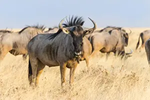 Wildebeest Prints: Wildebeest -Connochaetes taurinus-, group in steppe grass, Etosha National Park, Namibia