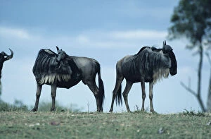 Wildebeest (Connochaetes taurinus), Masai Mara National Reserve, Kenya