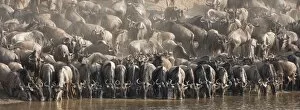 Werner Van Steen Photography Gallery: Wildebeest (Connochaetes taurinus) drinking