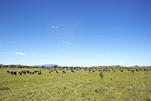 Images Dated 29th January 2011: Wildebeest -Connochaetes taurinus- in the Serengeti, Tanzania, Africa
