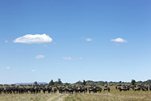 Images Dated 29th January 2011: Wildebeest -Connochaetes taurinus- in the Serengeti, Tanzania, Africa