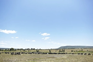 Images Dated 29th January 2011: Wildebeest -Connochaetes taurinus- in the Serengeti, Tanzania, Africa