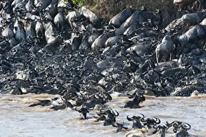 Wildebeest Prints: Wildebeest -Corrochaetes taurinus- crossing the Mara river, migration, Msai Mara, Kenya