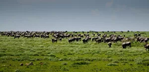 Images Dated 18th January 2010: Wildebeest Herd