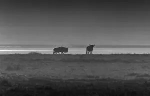Images Dated 20th January 2010: Wildebeest in Mist