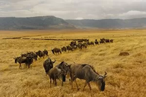 Images Dated 25th September 2013: Wildebeest walking