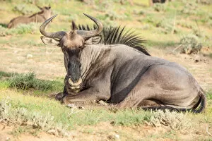 Images Dated 3rd February 2017: The wildebeests, also called gnus, or wildebai, are a genus of antelopes, Connochaetes