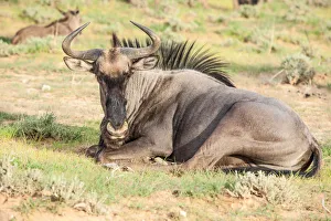 Images Dated 3rd February 2017: The wildebeests, also called gnus, or wildebai, are a genus of antelopes, Connochaetes