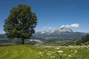 Kaiser Prints: Wilder Kaiser mountain ridge, Tyrol, Austria, Europe