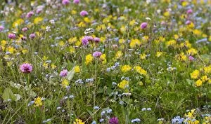 Images Dated 19th June 2012: Wildflower meadow in the Dolomiti di Sesto National Park, Sexten Dolomites, Hochpustertal