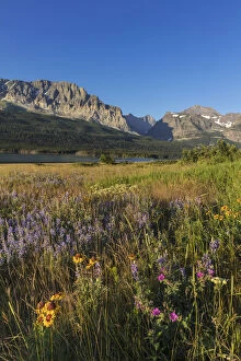 Montana Collection: Wildflower meadow in Many Glacier Valley of Glacier National Park, Montana, USA