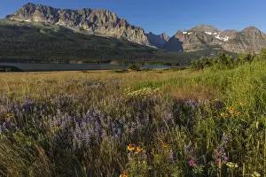 Montana Prints: Wildflower meadow in Many Glacier Valley of Glacier National Park, Montana, USA