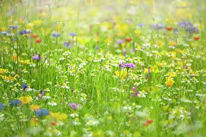 Wildflower Meadows Collection: A wildflower meadow in the hazy summer sunshine