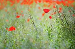 Wildflower Meadows Collection: A wildflower meadow with red Poppies