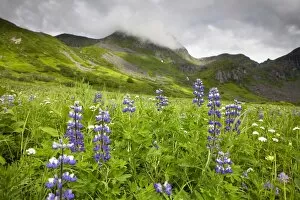 Images Dated 16th July 2011: Wildflower meadow in the Talkeetna Mountains, Alaska, USA, North America