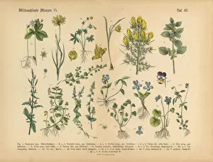 Images Dated 17th March 2016: Wildflower and Medicinal Herbal Plants, Victorian Botanical Illustration