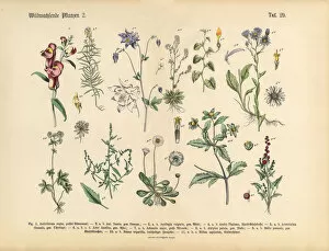 Images Dated 15th March 2016: Wildflower and Medicinal Herbal Plants, Victorian Botanical Illustration
