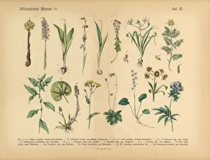 Images Dated 16th March 2016: Wildflower and Medicinal Herbal Plants, Victorian Botanical Illustration