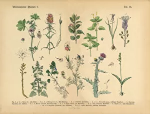 Images Dated 16th March 2016: Wildflower and Medicinal Herbal Plants, Victorian Botanical Illustration