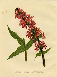 Wildflower spiked purple loosestrife Victorian botanical illustration by Anne Pratt