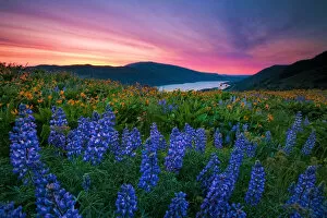 Jesse Estes Landscape Photography Collection: Wildflower Sunrise