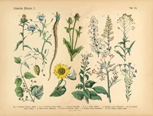 Wildflowers, Annual and Perennial Plants, Victorian Botanical Illustration