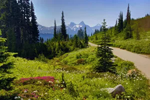 Images Dated 4th August 2017: Wildflowers bloom along Skyline Trail, Mount Rainier National Park, Washington State, USA