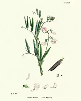 Legume Gallery: Wildflowers, Lathyrus palustris, marsh pea or vetchling, 19th Century