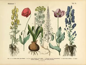 Images Dated 14th March 2016: Wildflowers, Poisonous and Toxic Plants, Victorian Botanical Illustration