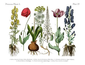 Flower Art Collection: Wildflowers, Poisonous and Toxic Plants, Victorian Botanical Illustration