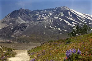 Wildflowers: Red Indian Paintbrush, Purple Lupine and Larkspur with Mount St. Helens in background in Mount St