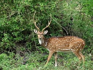 Western Ghats Collection: Wildlife