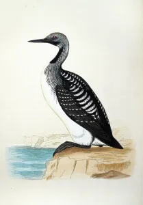 Wildlife, Birds, Black-throated loon, Gavia arctica, Victorian 19th Century Vintage illustration 1857