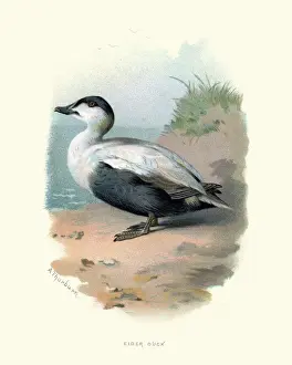 Wildlife, Birds, Common eider (Somateria mollissima)