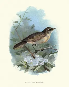 Wildlife, Birds, common grasshopper warbler (Locustella naevia)