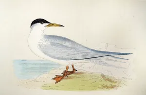 Wildlife, Birds, common tern, Sterna hirundo, a seabird in the family Laridae, Victorian 19th Century Vintage illustration 1857