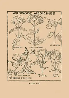 Herbs Prints: Wildwood Medicines