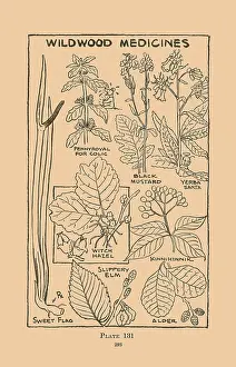 Herbs Prints: Wildwood Medicines II