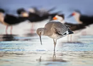 Images Dated 18th December 2018: A Willet Bird in Early Morning with Black Skimmers at Fort Myers Beach, Florida