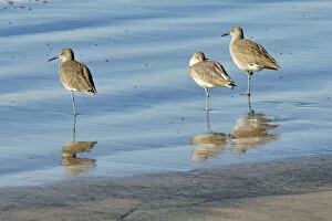 Images Dated 8th December 2011: Willets -Tringa semipalmata- in the intertidal zone, Oceanside, San Diego, California, United States