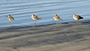 Willets -Tringa semipalmata- in the intertidal zone, Oceanside, San Diego, California, United States Images Dated 8th December 2011: Willets -Tringa semipalmata- in the intertidal zone, Oceanside, San Diego, California, United States