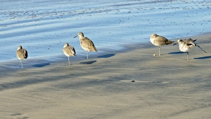 Willets -Tringa semipalmata- in the intertidal zone, Oceanside, San Diego, California, United States Images Dated 8th December 2011: Willets -Tringa semipalmata- in the intertidal zone, Oceanside, San Diego, California, United States