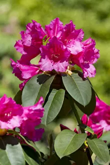 Images Dated 9th May 2013: Williams Rhododendron -Rhododendron williamsianum-, flowering, Thuringia, Germany