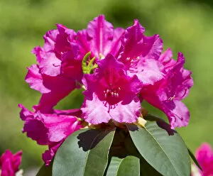 Images Dated 9th May 2013: Williams Rhododendron -Rhododendron williamsianum-, flowering, Thuringia, Germany