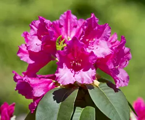 Williams Rhododendron -Rhododendron williamsianum-, flowering, Thuringia, Germany